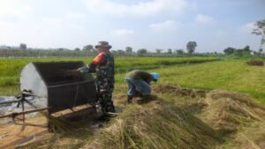 Sukseskan Ketahanan Pangan, Babinsa Koramil 0808/22 Wonodadi Turun Ke Sawah