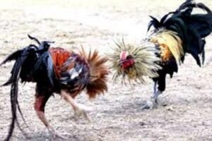 Judi Sabung Ayam di Kediri Lancar Jaya Belum Tersentuh Hukum