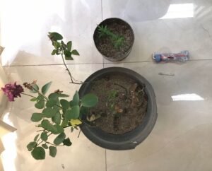 Polres Gresik Amankan 4 Pot Pohon Ganja di Rumah Terduga Pengedar Narkoba 