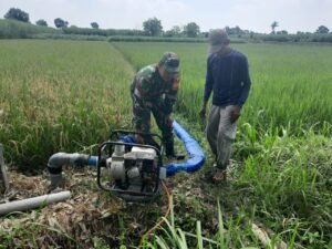Solidnya Babinsa Dan Kelompok Tani Di Udanawu Dalam Ketahanan Pangan