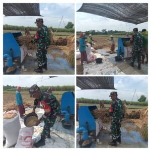 Tanam Padi Berhasil, Serka Sadino Bantu Panen Padi Petani Desa Tunjung