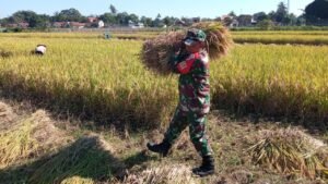 Dukung Ketahanan Pangan, Serda Zaenal Fanani Bantu Warga Binaannya Memanen Padi