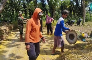 Hadir Di Tengah Masyarakat, Serma Ari Bantu Petani Kedungwungu Panen Padi