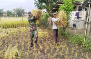 Dukung Hanpangan, Serda Sunarto Terjun Ke Lapangan Bantu Panen Padi Warga Desa Sumberjati