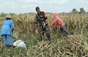 Dukung Ketahanan Pangan, Serka Sujarwo Bantu Panen Jagung Warga Desa Modangan