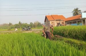 Selalu Dekat Dengan Warganya, Babinsa Desa Selopuro Tingkatkan Hasil Panen Petani