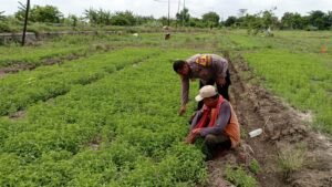 Polsek Tulangan Laksanakan Penanaman Sayur Bersama Petani di Desa Grabagan dalam Rangka Mendukung Asta Cita