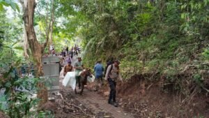 Penuh Perjuangan, Petugas Distribusikan Logistik Pilkada Menggunakan Kuda ke TPS Terpencil di Jember