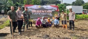 Polsek Taman Tanam Jagung Serentak di Lahan Tanah TKD Desa Sepanjang 
