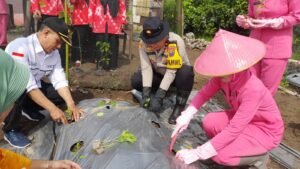 Polsek Taman bersama Warga Tanam Bibit Cabai dan Terong di Lahan Produktif Desa Sambibulu