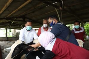 Pemkab Gresik Gencarkan Vaksinasi dan Edukasi Peternak untuk Cegah PMK, Ribuan Dosis Vaksin Siap Disalurkan