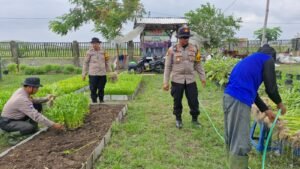Polsek Balongbendo bersama Warga Bakungtemenggungan Panen Kangkung di Pekarangan Bergizi