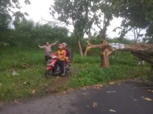Polsek Jabon Bantu Evakuasi Pohon Tumbang dan Sterilkan Arus Lalu Lintas