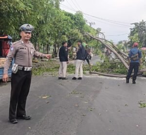 Personel Lantas Polsek Krian Bersama Damkar Evakuasi Pohon Tumbang di Depan Puskesmas Krian