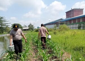 Kapolsek Krian Tinjau Perawatan Tanaman Ketahanan Pangan