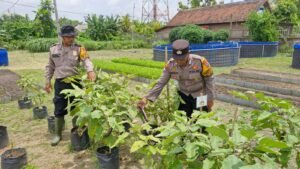 Siapkan Pekarangan Pangan Bergizi di Bakungtemenggungan Balongbendo 