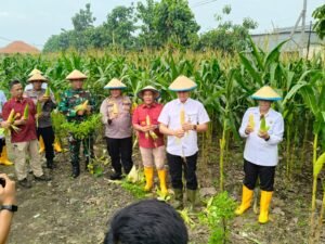 Kapolsek Porong dan Warga Gelar Panen Raya Jagung di Pekarangan Bergizi Lapas Kelas I Surabaya