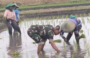 Dorong Percepatan Luas Tambah Tanam, Babinsa Rembang Turun Ke Sawah Bantu Petani