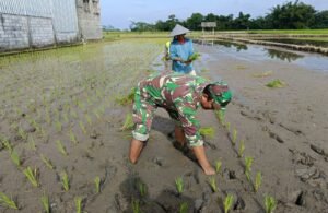 Sukseskan Program Ketahanan Pangan, Babinsa Mandesan Terjun Langsung Bantu Petani Tanam Padi