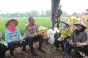 Usai Curhat ke Kapolres Mojokerto Petani Jagung Lega Hasil Panen Diserap Bulog Sesuai HPP