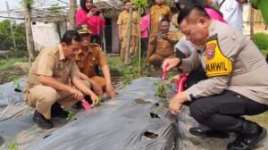 Forkopimca Taman dan Ranting Bhayangkari Perkuat Ketahanan Pangan, Program Pekarangan Pangan Lestari