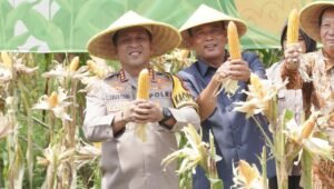 Wujudkan Swasembada Pangan, Polresta Sidoarjo Panen Raya Jagung Tahap I