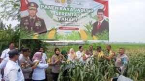 Wujudkan Swasembada Pangan, Polsek Sedati Panen Raya Jagung Tahap I