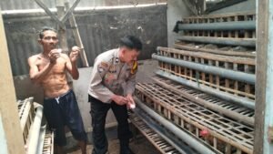 Bhabinkamtibmas Desa Jatikalang Polsek Krian Tinjau Peternakan Ayam Petelur 