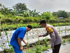 Bhabinkamtibmas Sambibulu Polsek Taman Cek Pekarangan Pangan Lestari