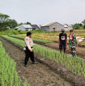 Polsek Krian Optimalisasi Pengelolahan Lahan Penanaman Bawang Merah untuk Ketahanan Pangan