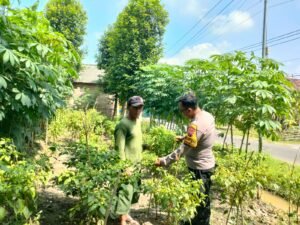 Bhabinkamtibmas Desa Wonoplintahan Cek Pekarangan Lahan Singkong dan Cabe