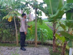 Bhabinkamtibmas Desa Masangan Kulon Ajak Warga Optimalkan Perkebunan Buah dan Sayur
