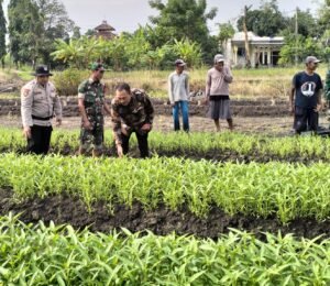 Bhabinkamtibmas Gamping Maksimalkan Penanaman Kangkung Program Ketahanan Pangan 