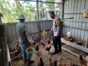 Bhabinkamtibmas Trosobo Taman Kunjungi Peternakan Ayam Petelur Dukung Ketahanan Pangan