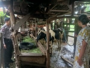 Bhabinkamtibmas Sepanjang Taman Kunjungi Peternakan Sapi Dukung Ketahanan pangan