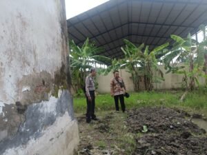 Bhabinkamtibmas Desa Kedungsugo Cek Ketahanan Pangan Polresta Sidoarjo: Tanaman Cabai dan Terong