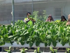 Bhabinkamtibmas Desa Kletek Cek Green House Ketahanan Pangan