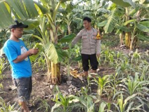 Bhabinkamtibmas Desa Sukorejo Dampingi Warga Garap Lahan Ketahanan Pangan  