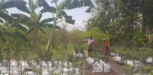 Dukung Ketahanan Pangan, Polsek Sidoarjo Kota Turun ke Warga