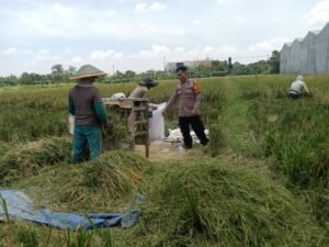 Bhabinkamtibmas Desa Banjarsari Apresiasi Panen Padi Warga sebagai Wujud Keberhasilan Ketahanan Pangan