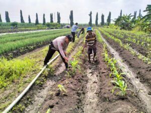 Bhabinkamtibmas Desa Gamping Cek Pertumbuhan Jagung di Lahan Warga