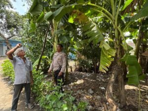 Bhabinkamtibmas Desa Kalanganyar Tinjau Lahan Tanaman Pisang untuk Swasembada Pangan