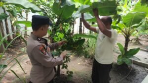 Polsek Taman Pantau Lahan Tanaman Pisang dan Jambu untuk Swasembada Pangan