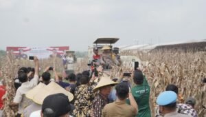 Kapolda Jawa Timur Panen Raya Jagung di Prambon Sidoarjo