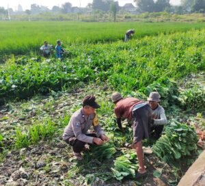 Warga Desa Kemantren Tanam Sayuran di Pekarangan Pangan Bergizi, Bhabinkamtibmas Lakukan Pendampingan