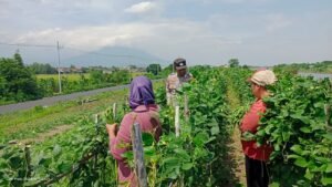 Bhabinkamtibmas Desa Kupang Sambangi Warga, Dukung Pekarangan Pangan Bergizi (P2B)