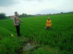 Cek Tanam Padi Berhasil, Kanit Binmas Polsek Krembung Turun ke Lahan Pertanian
