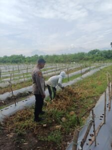 Anggota Polsek Tarik Cek Pengolahan Lahan Melon di Desa Kendalsewu 