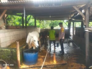 Polsek Taman Polresta Sidoarjo Dukung Warga Kembangkan Peternakan Sapi untuk Ketahanan Pangan 