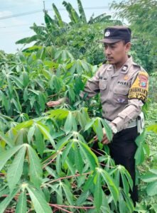 Bhabinkamtibmas Desa Gamping Rowo Cek Ketahanan Pangan di Perkebunan Singkong
